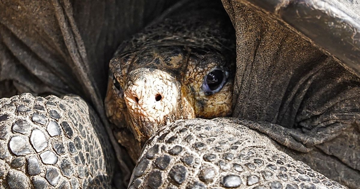 Tartaruga Gigante Tida Como Extinta H Mais De Anos Descoberta