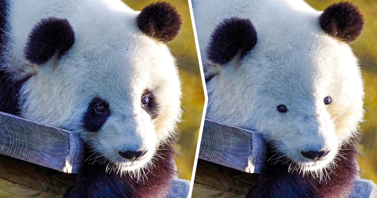 Imaginamos como seriam 20 animais sem suas características marcantes Imaginamos como seriam 20 animais sem suas características marcantes