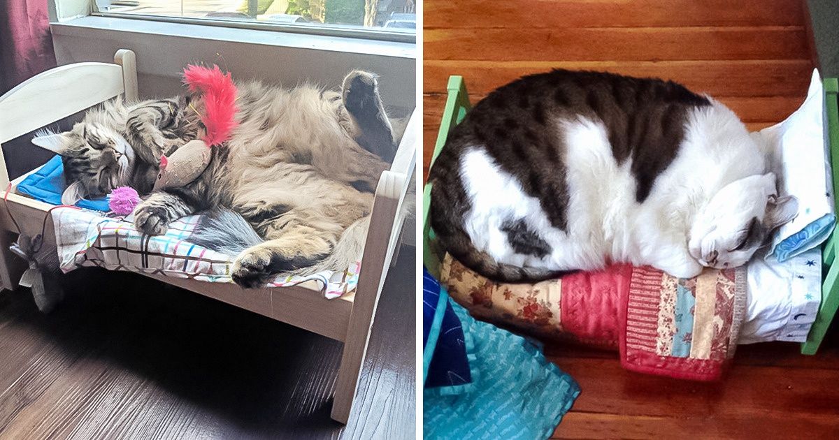 20 Gatos que decidiram se apropriar de camas de boneca 20 Gatos que decidiram se apropriar de camas de boneca