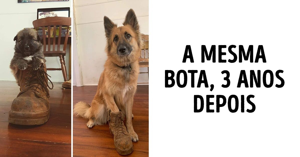 20 Fotos de antes e depois que nos lembram por que amamos tanto nossos animais de estimação