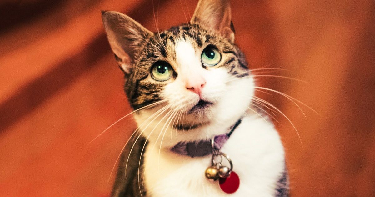 Estudo compara a personalidade de donos e seus gatos para identificar semelhanças Estudo compara a personalidade de donos e seus gatos para identificar semelhanças