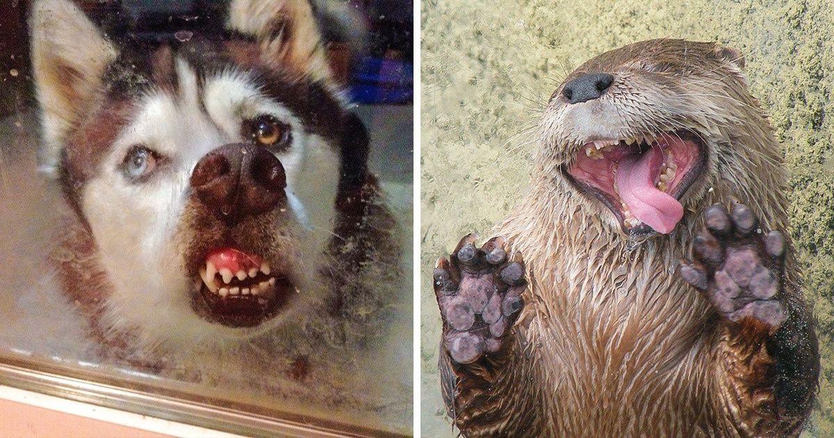 25 Animais que gostam tanto de lamber vidros que não disfarçam suas expressões divertidas 25 Animais que gostam tanto de lamber vidros que não disfarçam suas expressões divertidas