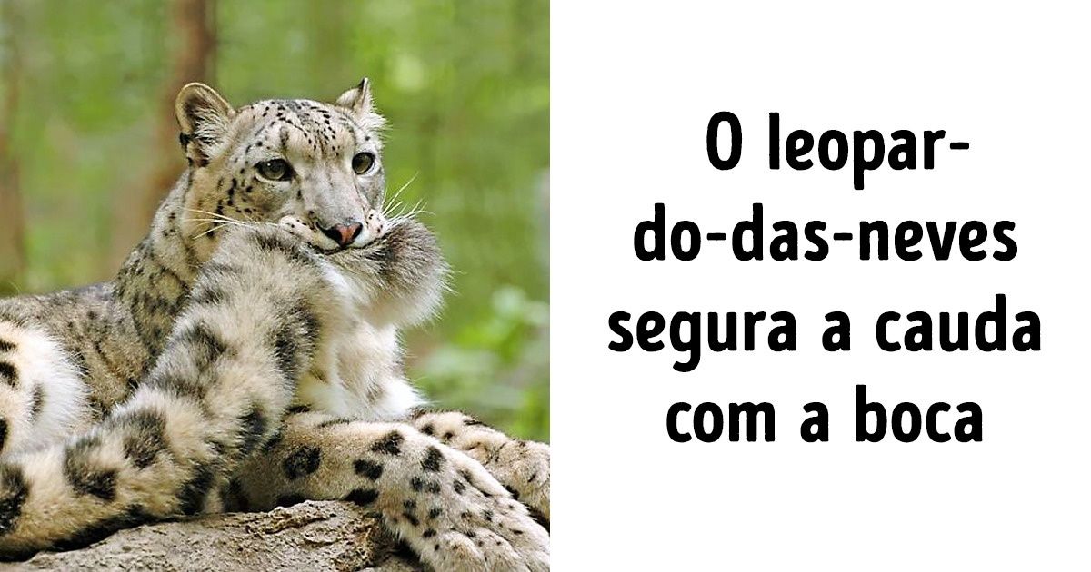20 Fatos sobre a vida animal que não aprendemos na escola