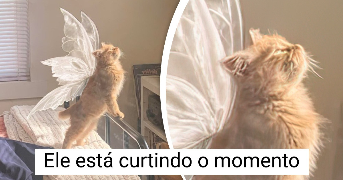 14 Fotos capazes de aquecer seu coração mais do que uma boa xícara de café