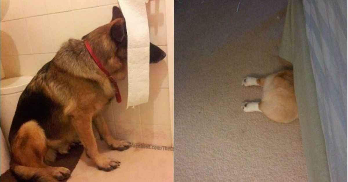 20 cachorros que acham que estão muito bem escondidos