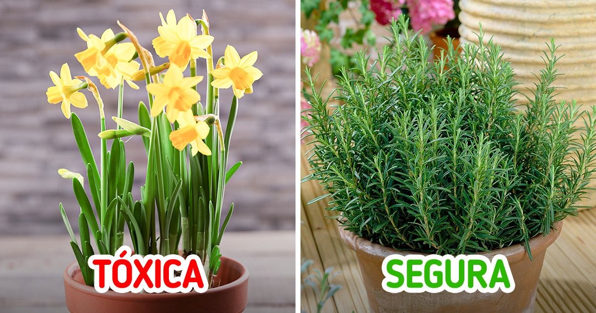 10 Plantas comuns que podem ser letais para os nossos gatos (e algumas que são benéficas)