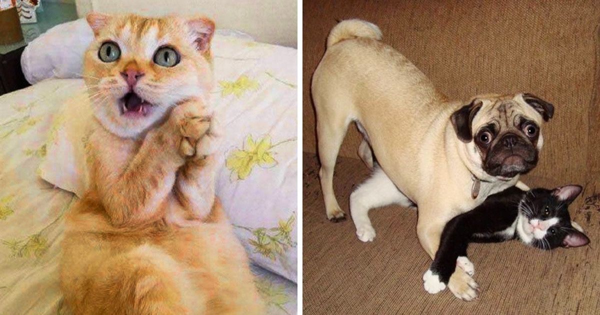 22 Fotos de animais tiradas na hora H