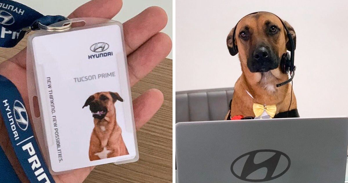 10+ Cachorros abandonados adotados por empresas que os transformaram em membros de suas equipes 10+ Cachorros abandonados adotados por empresas que os transformaram em membros de suas equipes