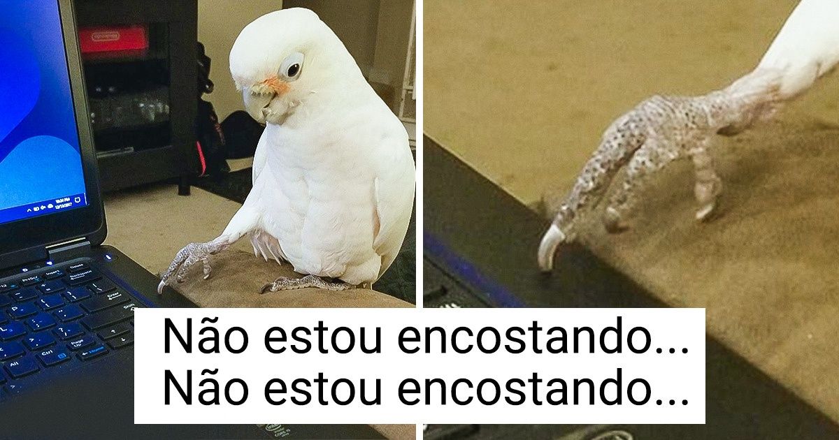 20+ Pássaros tão fofos que são tão divertidos quanto crianças