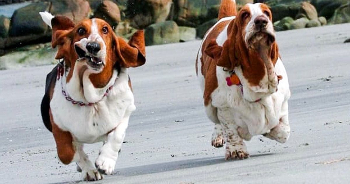 Tente ver essas fotos de Basset Hounds e não se apaixonar
