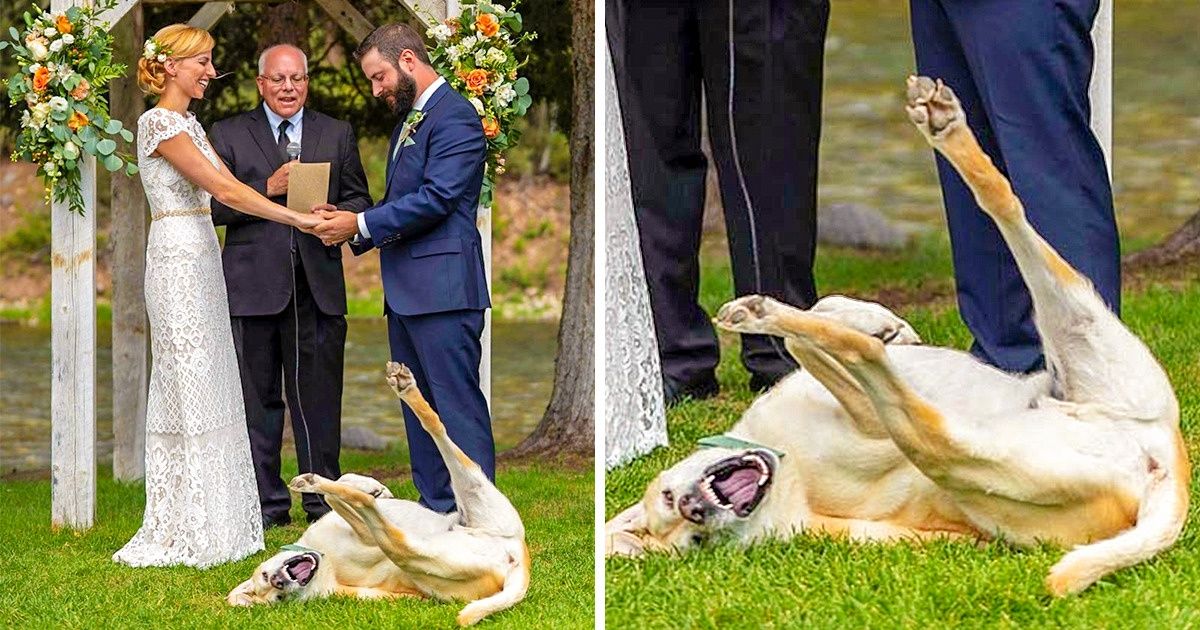 17 Animais que não sabem se comportar e não têm a menor vergonha disso