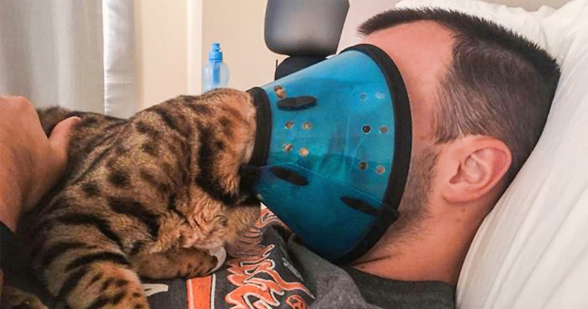 19 Animais de estimação que não estão nem aí para os limites pessoais de seus donos
