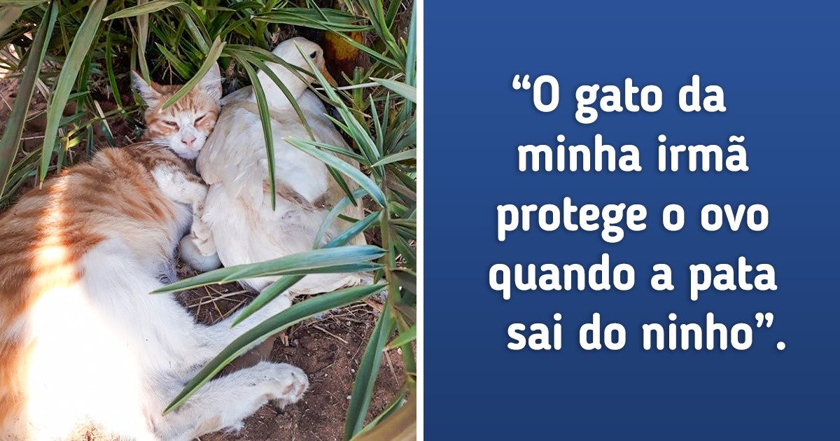 20 Provas de como os animais protegem uns aos outros