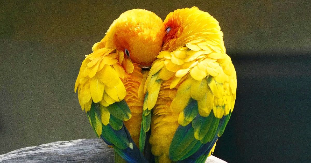 7 Animais que ficam com seus companheiros pela vida toda