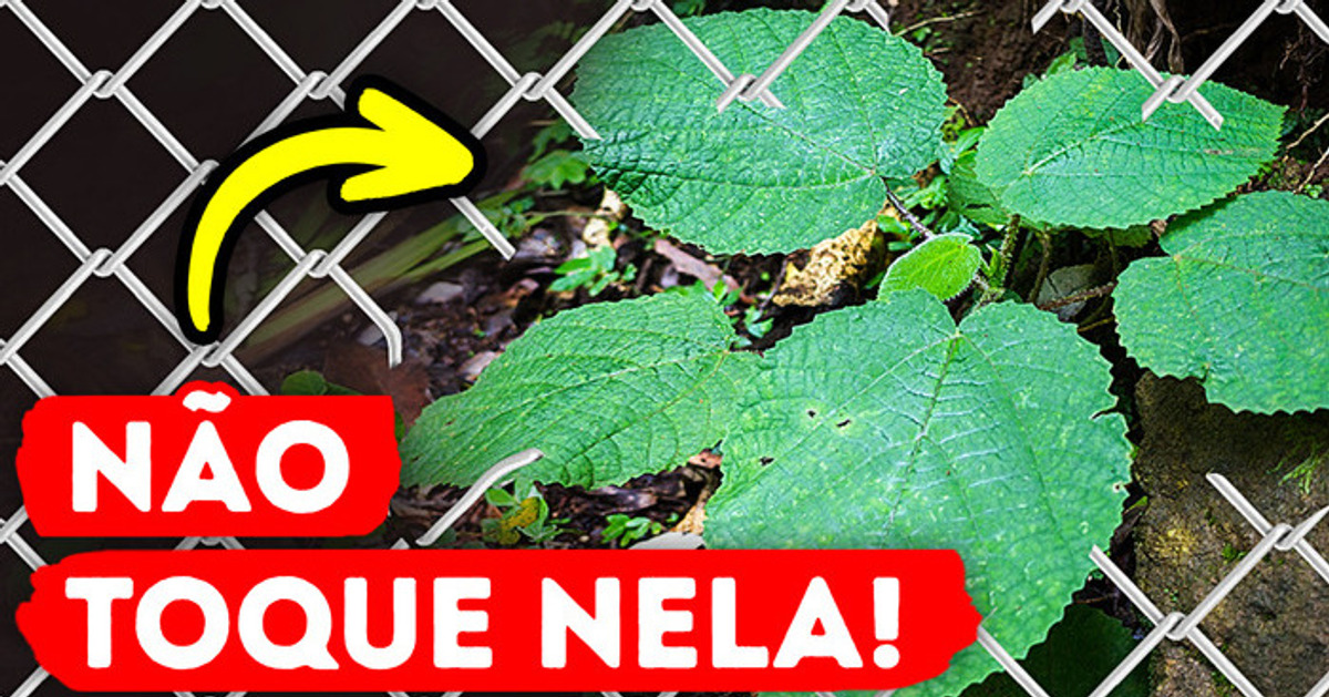 A ferroada que você nunca vai esquecer || a planta mais perigosa do mundo