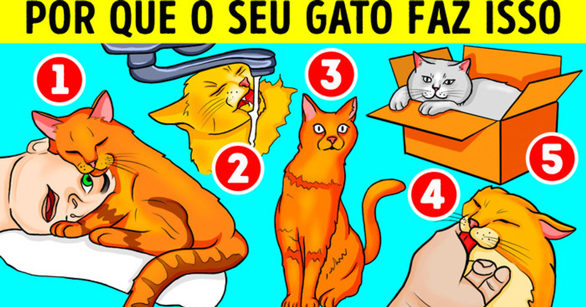 É por isso que seu gato adora pias e caixas É por isso que seu gato adora pias e caixas
