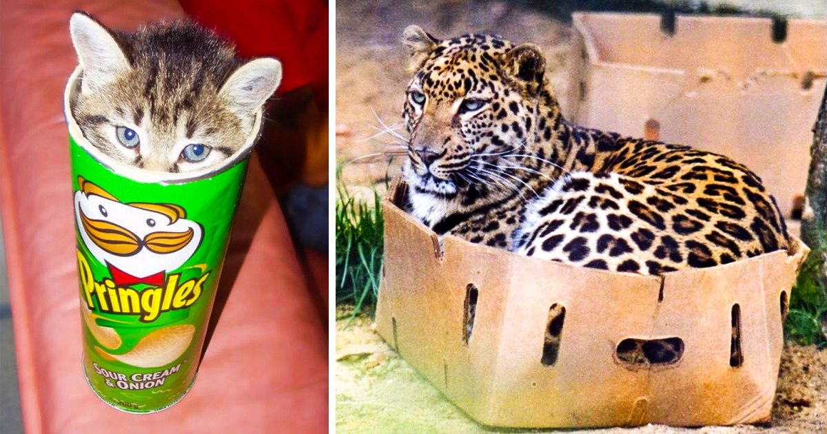26 Fotos que comprovam como a teimosia de um gato não tem fim 26 Fotos que comprovam como a teimosia de um gato não tem fim