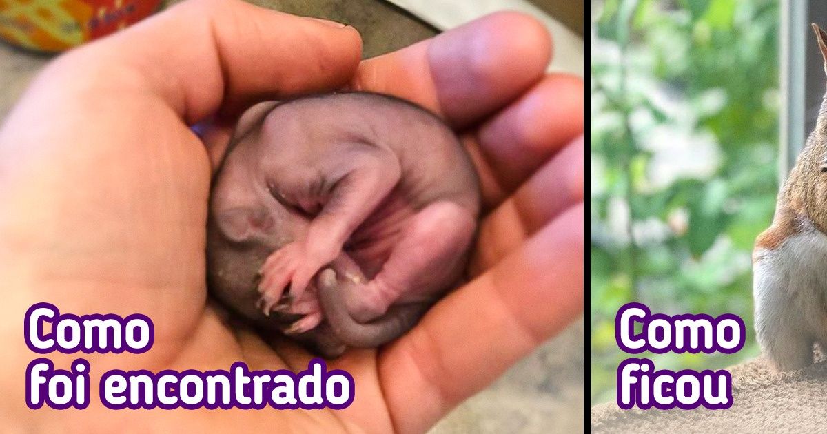 Uma garota encontrou um pequeno serzinho rosa na rua e, graças aos cuidados dela, ele se transformou em animal fofo e saudável Uma garota encontrou um pequeno serzinho rosa na rua e, graças aos cuidados dela, ele se transformou em animal fofo e saudável