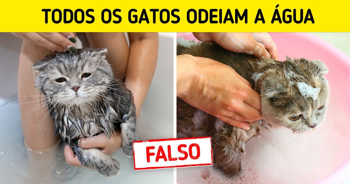 Desmentimos ou confirmamos 15 mitos sobre a higiene de nossos animais de estimação Desmentimos ou confirmamos 15 mitos sobre a higiene de nossos animais de estimação