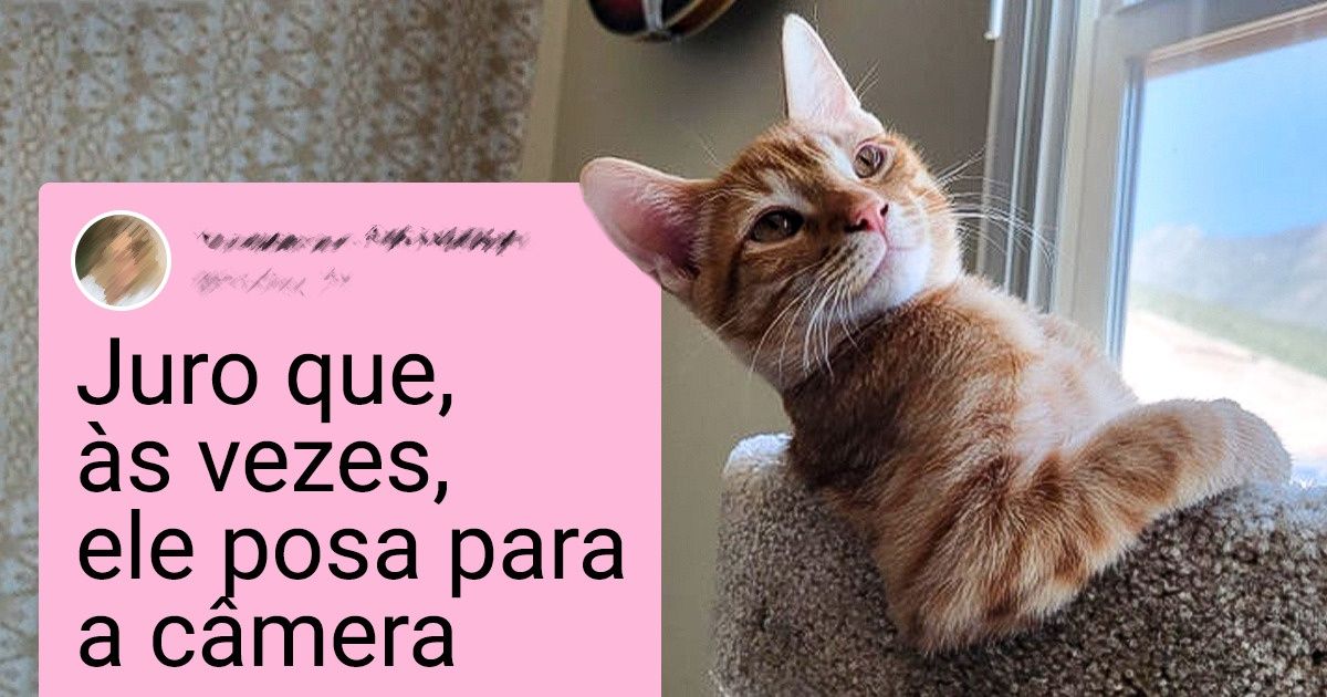 20 Gatos que decidiram ignorar as leis da física com suas poses 20 Gatos que decidiram ignorar as leis da física com suas poses