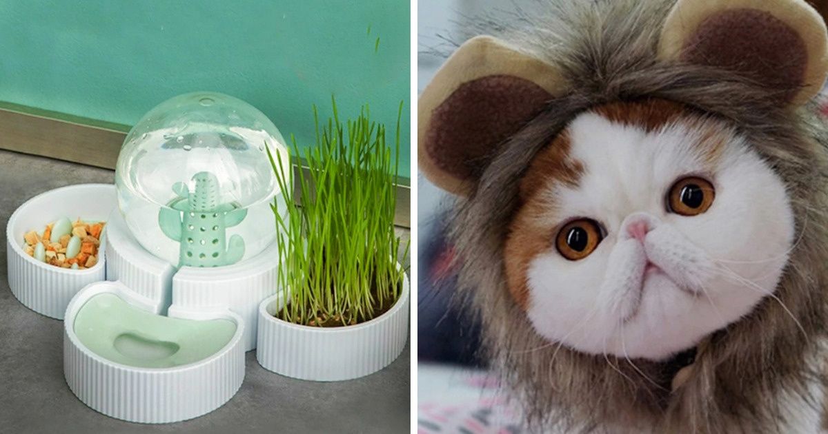 25+ Acessórios muito divertidos, úteis e interessantes para os pets 25+ Acessórios muito divertidos, úteis e interessantes para os pets