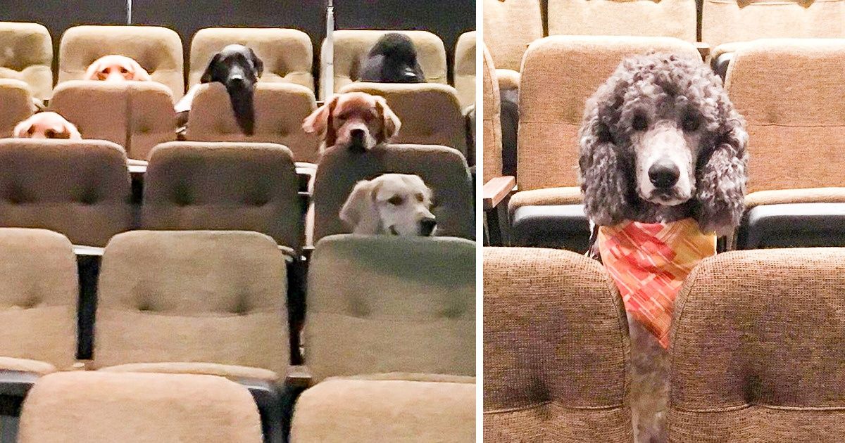 Cães-guias assistem a uma peça de teatro como se fossem humanos (foi parte de um treinamento e nós achamos incrível) Cães-guias assistem a uma peça de teatro como se fossem humanos (foi parte de um treinamento e nós achamos incrível)