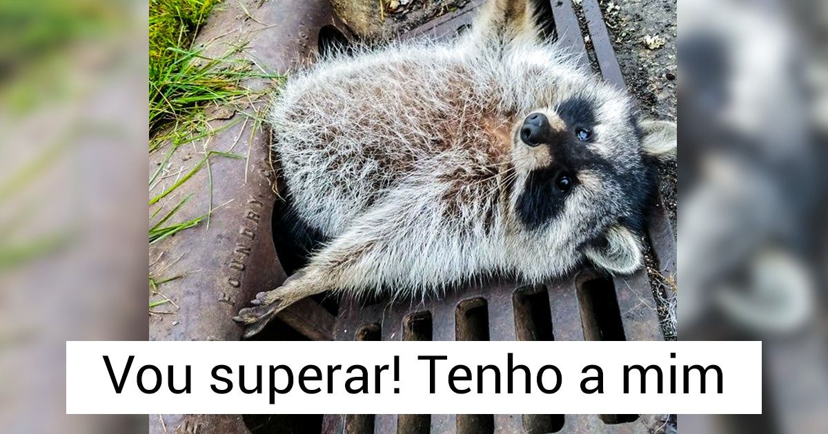 15+ Animais que decidiram não se opor às dificuldades e deixaram a vida seguir seu curso
