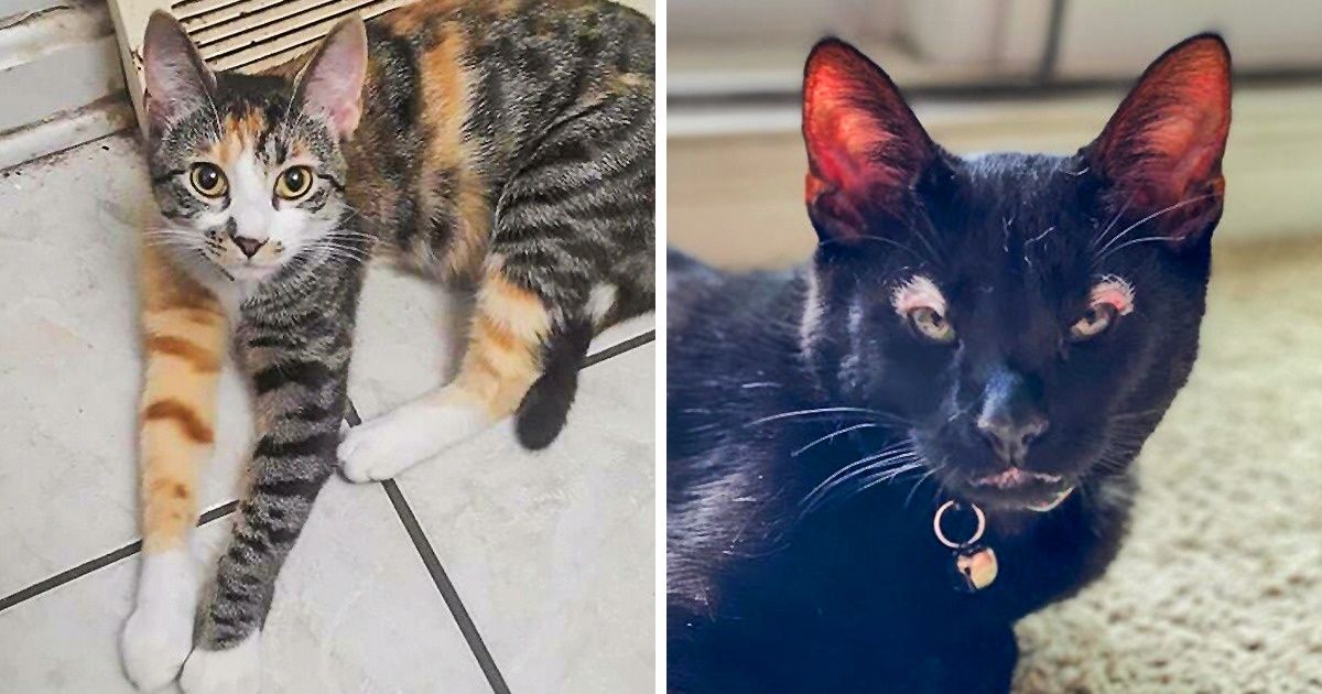 19 Gatinhos que vieram ao mundo com um toque extra de originalidade