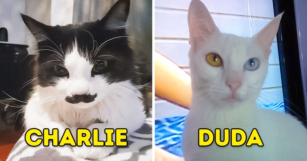 30+ Seguidores entraram em uma competição para lá de fofa: quem tem o gatinho mais lindo? 30+ Seguidores entraram em uma competição para lá de fofa: quem tem o gatinho mais lindo?