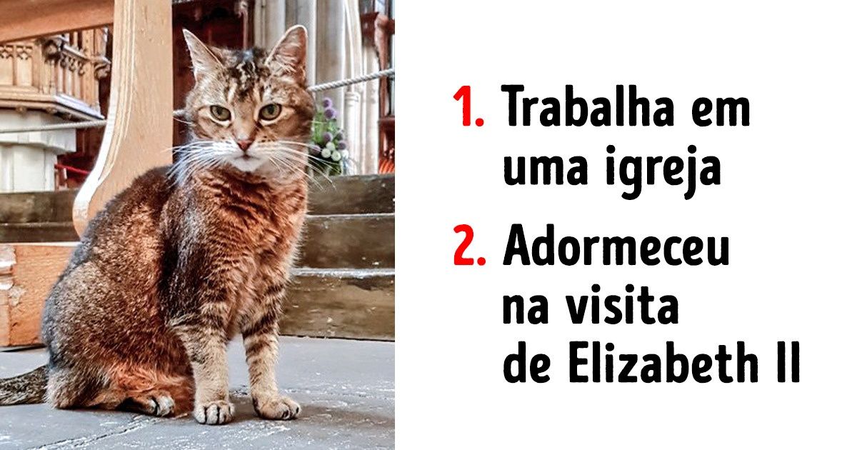 16 Gatos que pegam no pesado com suas quatro patas 16 Gatos que pegam no pesado com suas quatro patas