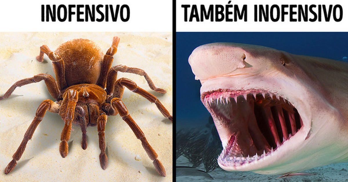 Animais assustadores mas não perigosos Incrível