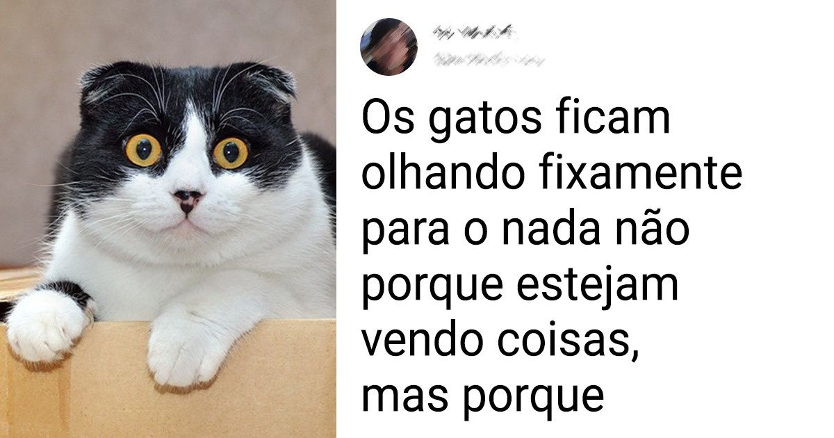 15+ Fatos que mostrarão os gatos de um ângulo inesperado