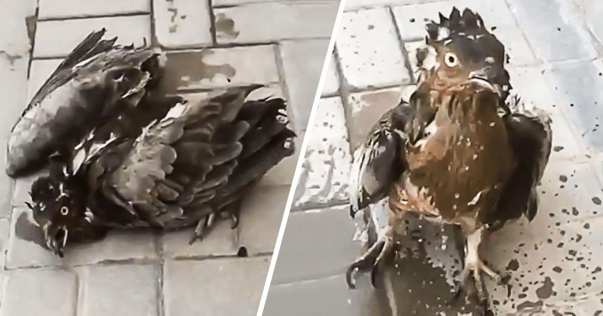 25 Fotos em que o calor superou todos os limites