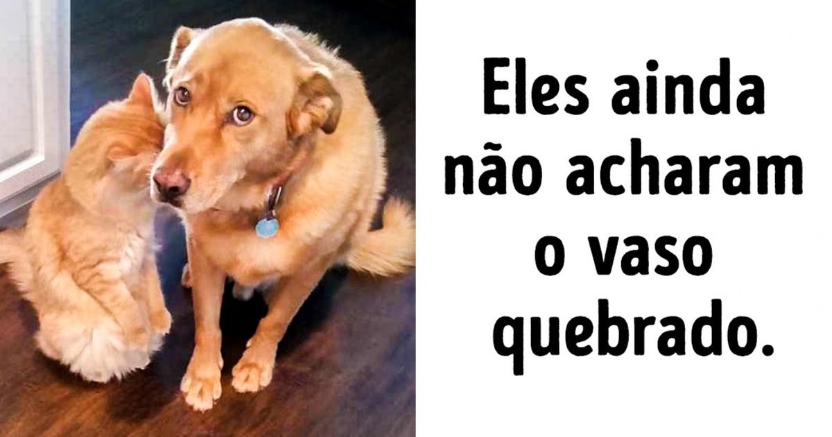 20 Animais que merecem um Oscar pelas suas interpretações