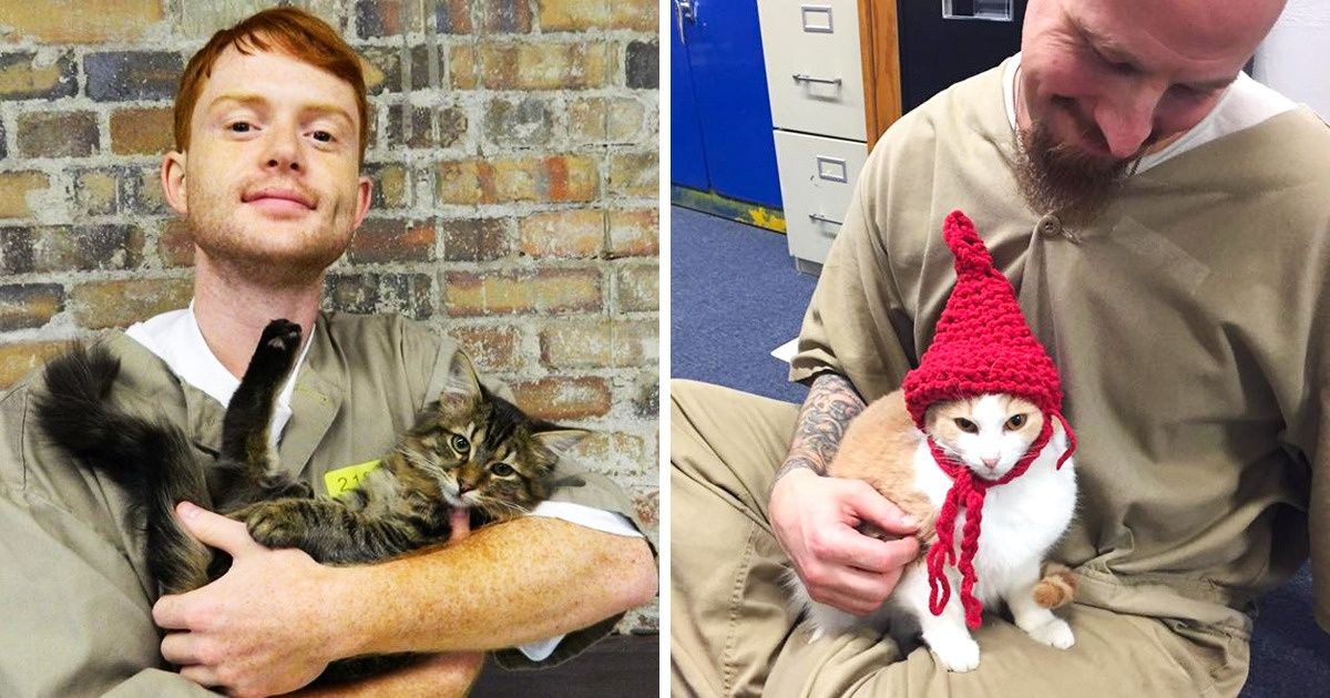 Um presídio onde os internos podem adotar, dar de comer e brincar com gatinhos Um presídio onde os internos podem adotar, dar de comer e brincar com gatinhos