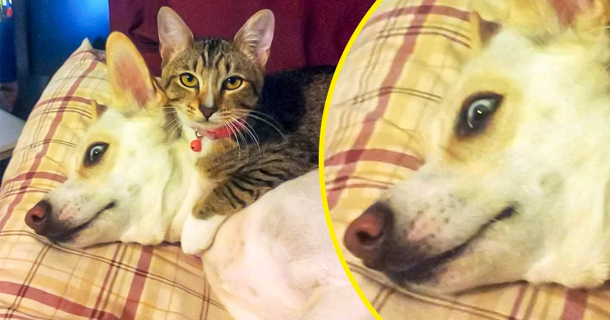 20 Gatinhos folgados que acham que o cachorro da casa é mais confortável que um travesseiro 20 Gatinhos folgados que acham que o cachorro da casa é mais confortável que um travesseiro