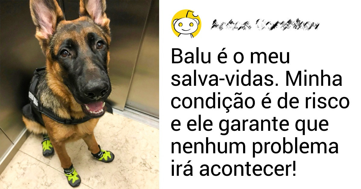 20+ Cães que merecem um prêmio pelos incríveis trabalhos que fazem — Parte 2 20+ Cães que merecem um prêmio pelos incríveis trabalhos que fazem — Parte 2
