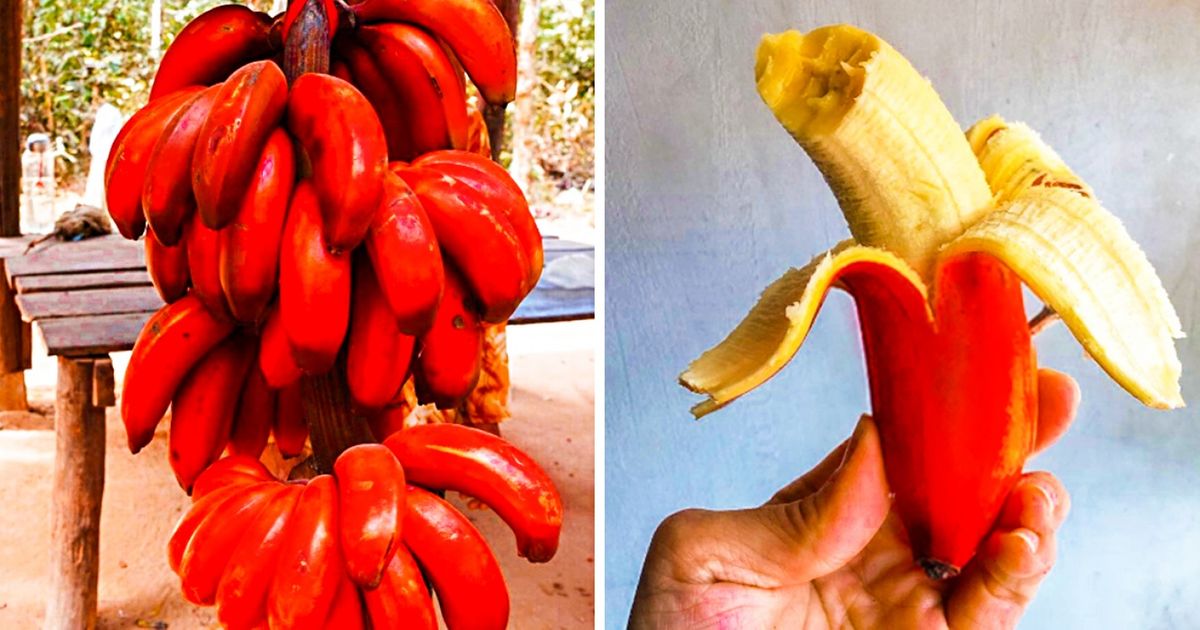 19 frutas exóticas que possivelmente desconhece