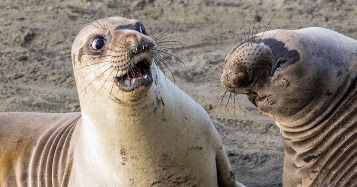 25 Animais que não conseguiram esconder suas emoções (que bom!)