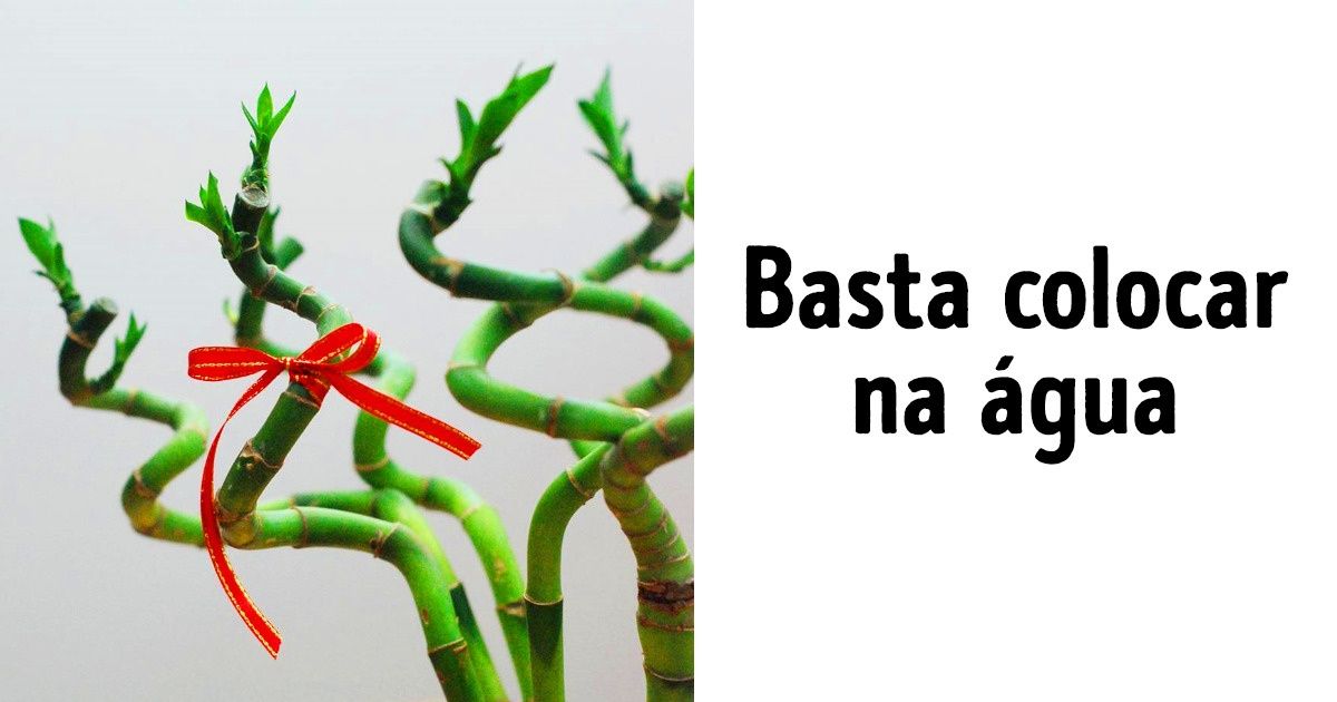 10 Plantas de interior super fáceis de cuidar