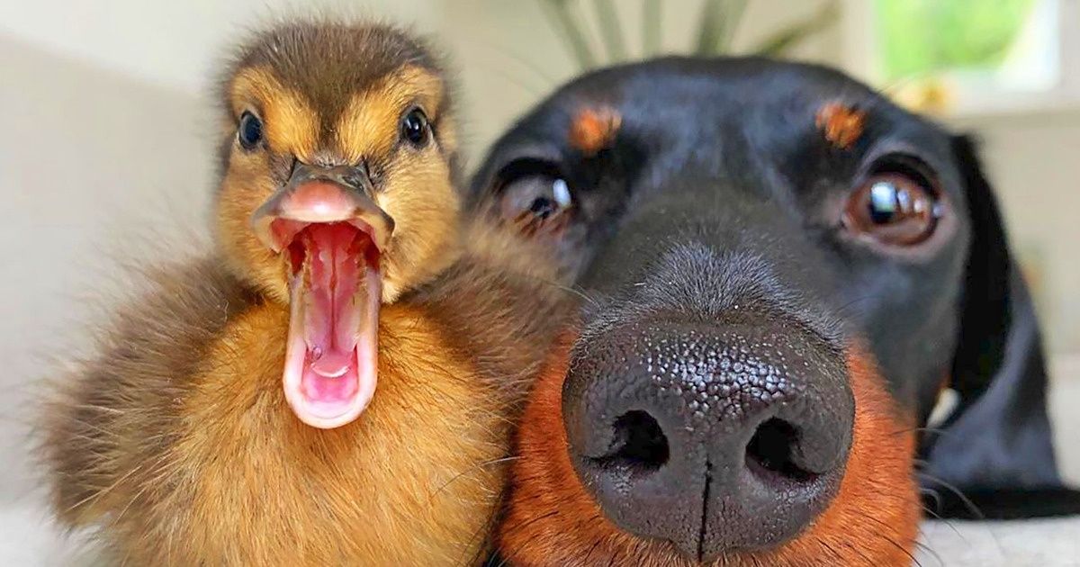 25 Imagens incríveis e fofas de quem escolheu ter patos como bichinhos de estimação (e dicas para quem também quer ter)
