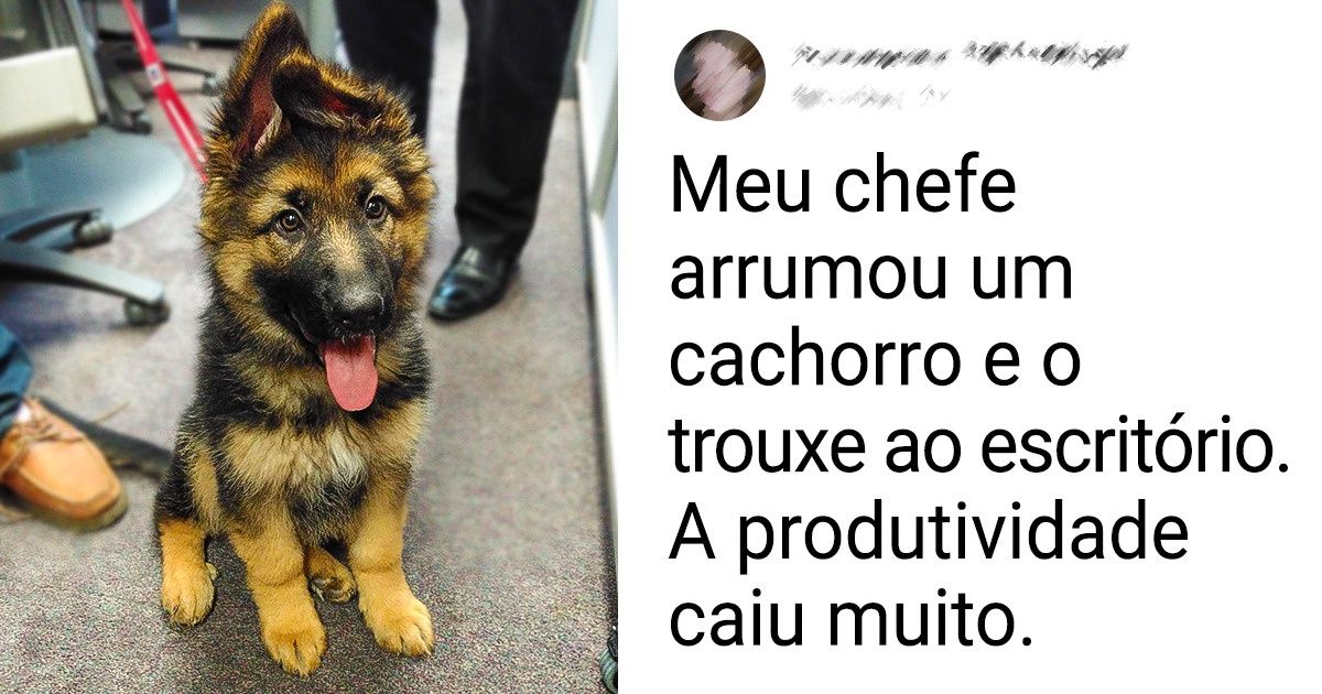 20 Cachorros da raça pastor-alemão que quebraram o “fofurômetro” e alegraram nosso dia