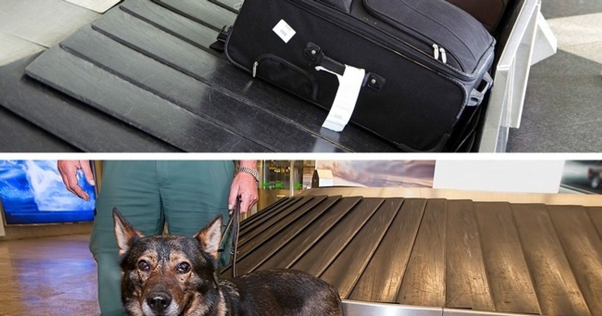 8 Provas de que os funcionários do aeroporto sabem mais sobre nós do que imaginamos