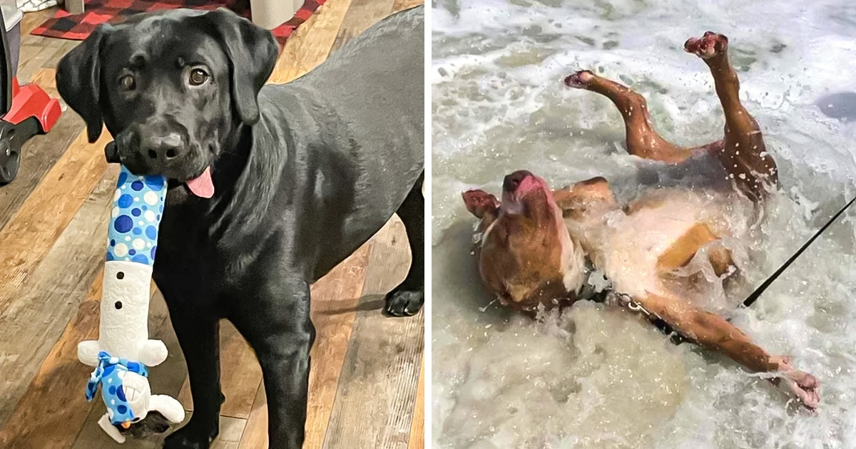 17 Animais que resolveram quebrar os padrões que definem o que é “normal”