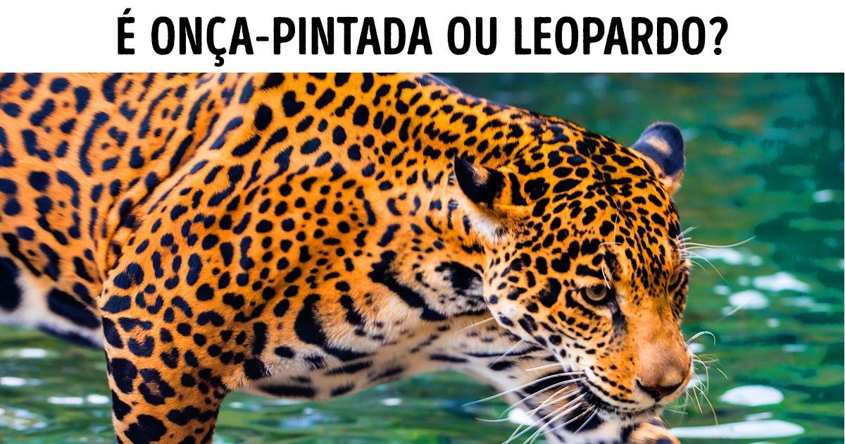 Um teste para pôr em cheque seu conhecimento sobre os animais