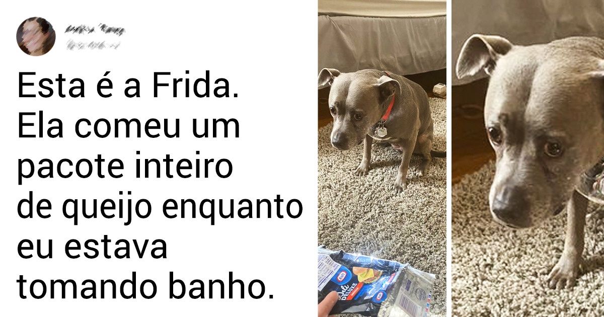 19 Animais que não escondem seus sentimentos