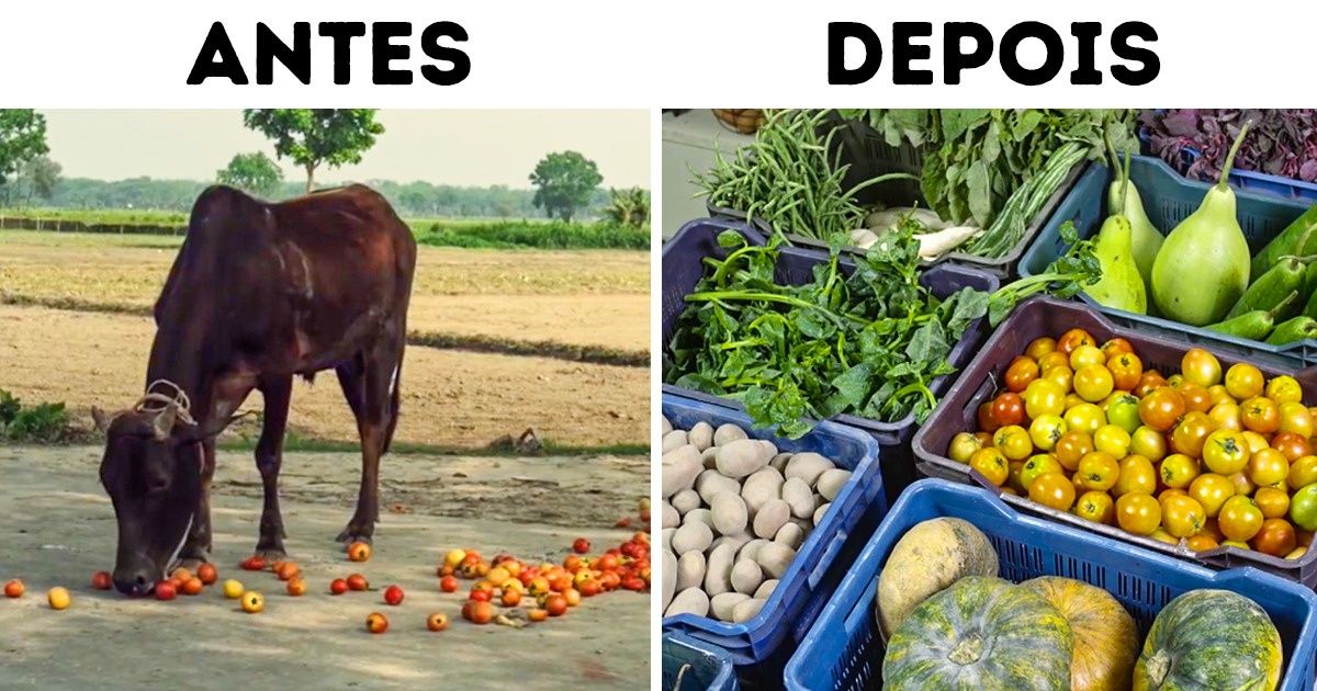 Iniciativa ajuda a reduzir o desperdício de frutas e verduras em Bangladesh Iniciativa ajuda a reduzir o desperdício de frutas e verduras em Bangladesh