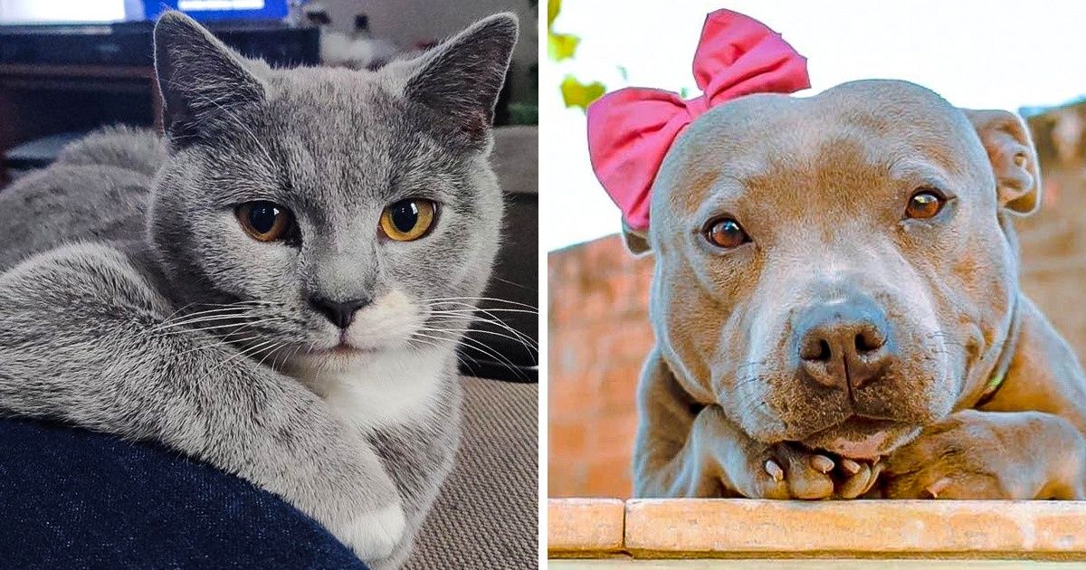 20 Animais tão preciosos e fofos que são capazes de melhorar o dia de qualquer pessoa