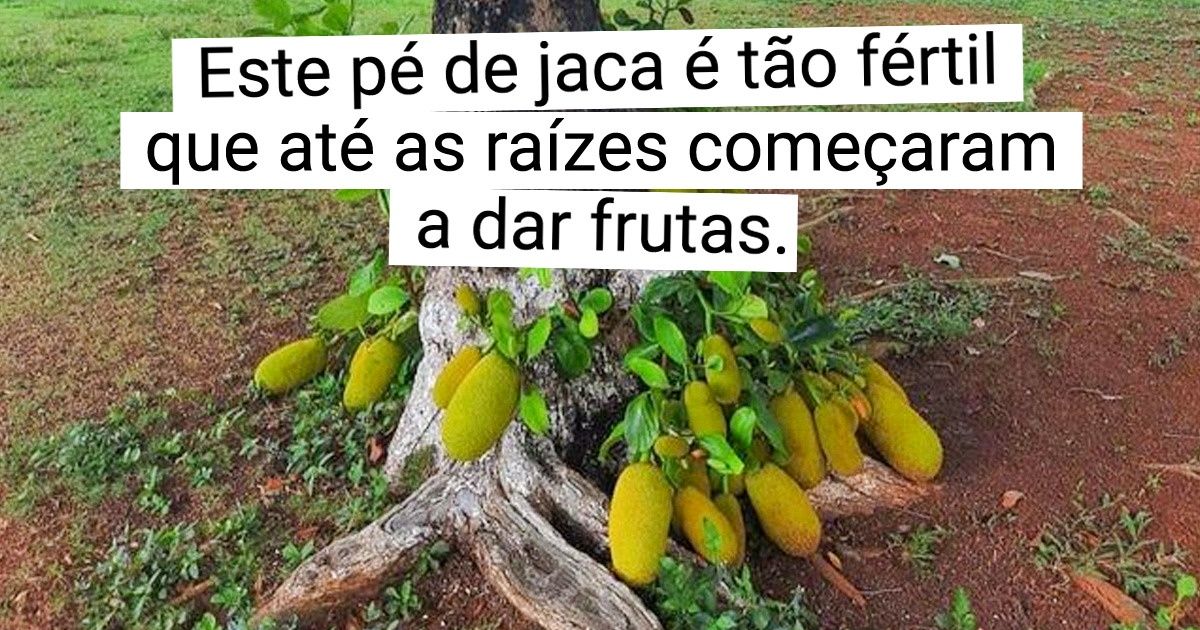 15+ Vezes em que a natureza mostrou que desistir não é uma opção 15+ Vezes em que a natureza mostrou que desistir não é uma opção