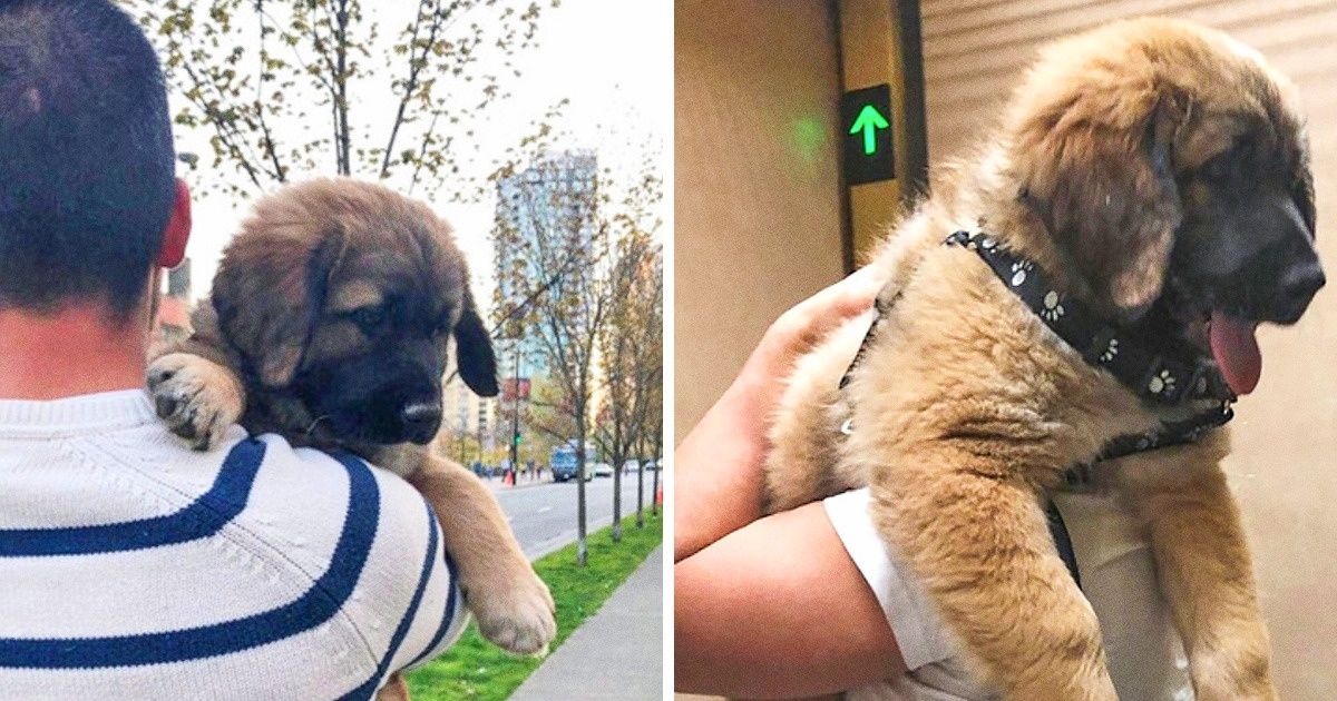 25 Filhotinhos que cresceram até demais, mas continuam se sentindo bebês